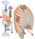 anatomie-thorax-cotes-muscles-intercostaux (1)