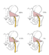 piriformis 1