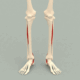 Superior_view_of_tibialis_posterior_muscle_-_animation