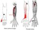Flexor Pollicis Longus Pronator Teres