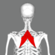 256px Rhomboid major muscle back