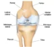 rehabblog sesamoid articleimage1