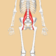 Psoas_major