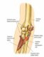 300px-Pronator_teres_and_median_nerve