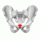 Coccyx   animation03