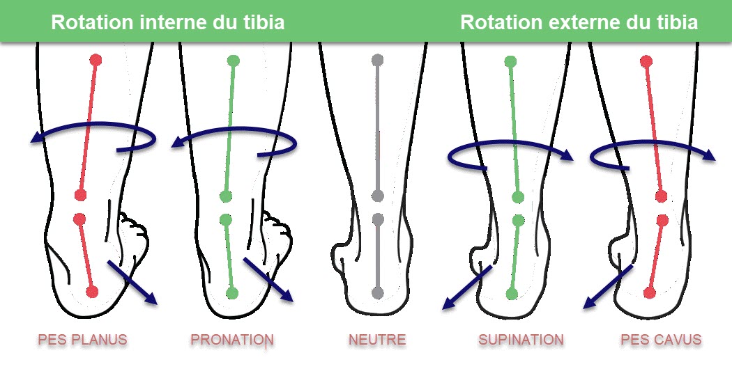 Pronation and supination of the foot | OsteoMag