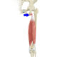 proximal-hamstring-injury