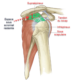 supraspinatus
