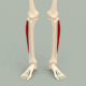 Superior_view_fibularis_longus_muscle_-_animation-1