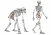 Iliopsoas et marche bipède : anatomie, évolution et soins