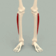 Superior_view_fibularis_longus_muscle_-_animation-1