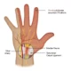 SX1_Hand-with-inset.png-1