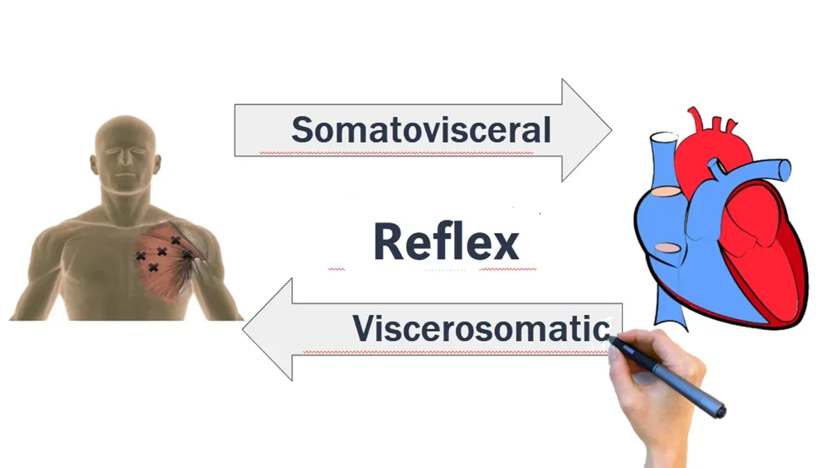 Schéma conceptuel des échanges entre signaux somatiques et viscéraux