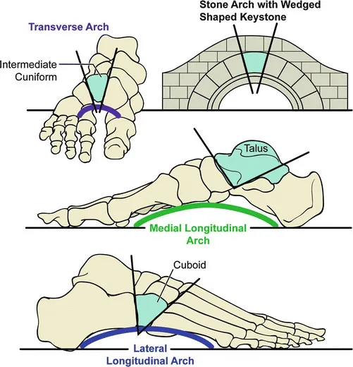Arches Of Foot Anatomy Arches Of The Foot Earth s Lab