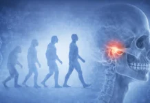 What If: Bipedalism—Evolutionary Triumph or TMJ Trade-off?