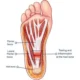plantar-fascia