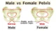 Male-vs-Female-Pelvis-diagram-1024×576