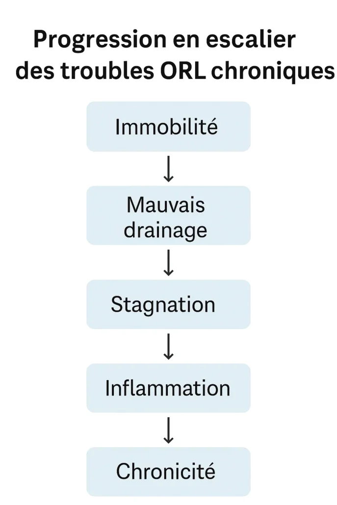 Illustration des sinus et des voies respiratoires supérieures