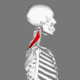 Levator_scapulae_muscle_animation