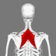 Rhomboid_muscles_animation_small (1)
