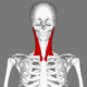 Sternomastoid_muscle_animation_small