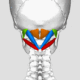Suboccipital_muscles_-_animation03