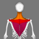 Trapezius_animation_small2