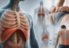 Le diaphragme en ostéopathie : que peut-on raisonnablement traiter et que ne faut-il pas promettre ?
