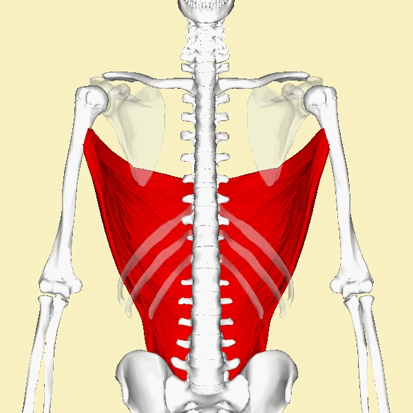 Animation anatomique du grand dorsal conservée de l’article initial.