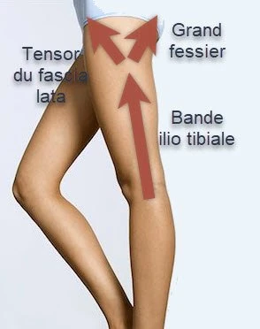 Illustration de la bandelette ilio-tibiale, du tenseur du fascia lata et de leurs rapports avec la cuisse.