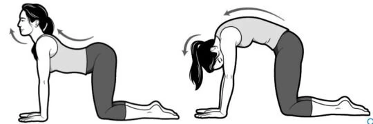 Dessin de deux positions à quatre pattes pour mobiliser le dos.