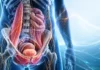 Visceral and myofascial pain: what science shows Stylized illustration of the lumbopelvic region and internal organs, without text
