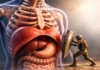 The Diaphragm: Between Breathing and Protection Metaphorical illustration of the diaphragm and protection, not a diagnostic image