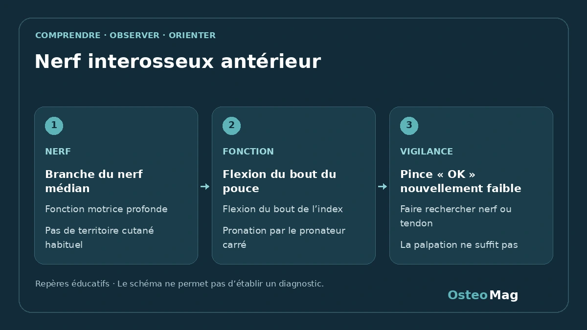 Nerf interosseux antérieur : repères anatomiques ou fonctionnels, symptômes et orientation