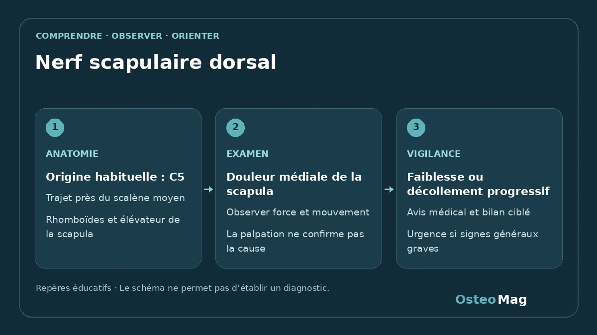 Nerf scapulaire dorsal : repères anatomiques ou fonctionnels, symptômes et orientation