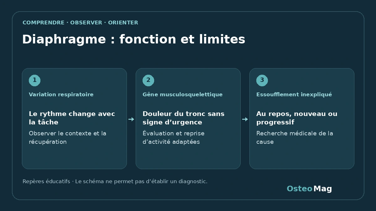 Schéma de repères : diaphragme : fonction et limites